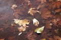 Autumn leaves in the puddle. maple leaves in water