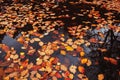 Autumn leaves in puddle. Orange and yellow leaves fell in water Royalty Free Stock Photo