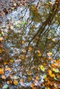 Autumn leaves in a puddle. with refelction of forrest Royalty Free Stock Photo