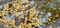 Beautiful autumn bright atmosphere image. vivid autumn leaves on water backdrop.