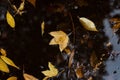 Autumn Leaves In Puddle Of Water Royalty Free Stock Photo