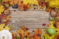 Autumn leaves, pumpkins, berries, nuts and hops Royalty Free Stock Photo