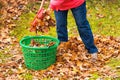 Autumn leaves put in a green basket