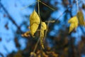 Autumn leaves after rain