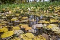 Autumn leaves in a rain puddle. Close-up. Royalty Free Stock Photo