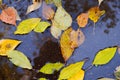 Autumn leaves in a rain puddle.