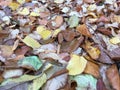 Autumn leaves after rain. Wet yellowed foliage. Abstract natural background. Royalty Free Stock Photo