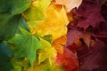 Autumn leaves rainbow color gradient. Autumn season change concept. Royalty Free Stock Photo