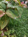 autumn leaves with raindrops green