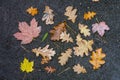 Autumn leaves with raindrops on wet asphalt background. Top view Royalty Free Stock Photo