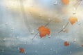 Autumn leaves for the rainy glass. Nature autumn background with Realistiac raindrops on the window, branch of maple leaves. Autum