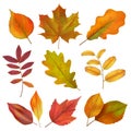 Autumn leaves. Realistic yellow and red fall leaf. Isolates vector set Royalty Free Stock Photo