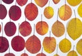 Autumn leaves. Red and gold bright leaves isolated on white background