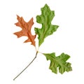 Autumn leaves of a red oak, under-surface Royalty Free Stock Photo