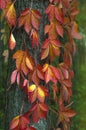 Autumn leaves Royalty Free Stock Photo