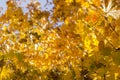 Autumn leaves, red and yellow maple foliage against sky, beautiful background, selective focus Royalty Free Stock Photo