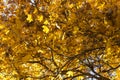 Autumn leaves, red and yellow maple foliage against sky, beautiful background, selective focus Royalty Free Stock Photo