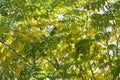 Autumn leaves, red and yellow maple foliage against sky, beautiful background, selective focus Royalty Free Stock Photo