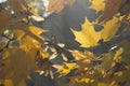 Autumn leaves, red and yellow maple foliage against sky, beautiful background, selective focus Royalty Free Stock Photo