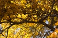 Autumn leaves, red and yellow maple foliage against sky, beautiful background, selective focus Royalty Free Stock Photo
