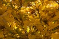 Autumn leaves, red and yellow maple foliage against sky, beautiful background, selective focus Royalty Free Stock Photo