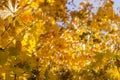 Autumn leaves, red and yellow maple foliage against sky, beautiful background, selective focus Royalty Free Stock Photo