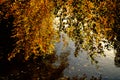 Autumn leaves reflecting in calm water