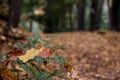 Autumn Leaves Rest on an Evergreen Branch