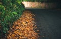 Autumn leaves by roadside