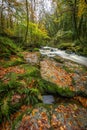 Autumn Leaves on Rocks, Golitha Falls, Cornwall