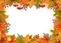 Autumn leaves, rowan and flowers. Template frame