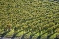 Autumn leaves on rows of vines in vineyards near Unterturkheim, Germany