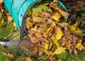 Autumn leaves in the rubbish bag with a leaf rake Royalty Free Stock Photo