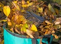 Autumn leaves in the rubbish bag with a leaf rake Royalty Free Stock Photo