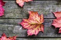 Autumn leaves on rustic wooden background