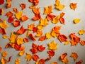 Autumn leaves scattered on a light surface create a vivid pattern. Royalty Free Stock Photo