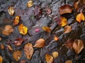 Autumn leaves scattered on a wet rock surface