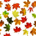 Autumn leaves seamless pattern. Colorful maple foliage. Season leaves fall background. Autumn yellow red, orange leaf isolated on Royalty Free Stock Photo