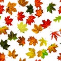 Autumn leaves seamless pattern. Colorful maple foliage. Season leaves fall background. Autumn yellow red, orange leaf isolated on Royalty Free Stock Photo