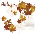 Autumn leaves Royalty Free Stock Photo