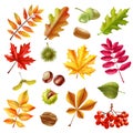 Autumn Leaves Set Royalty Free Stock Photo