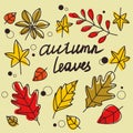 Autumn leaves, a set of autumn colorful icons for stickers, postcards, cards, wallpapers, prints, etc Royalty Free Stock Photo