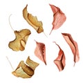 Autumn dry leaves falling and swirling watercolor set. Royalty Free Stock Photo