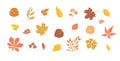 Autumn leaves set. Fall leaf floral icons over white background. Nature symbol collection Royalty Free Stock Photo