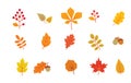 Autumn leaves set. Fall leaf nature icons over white background. Nature floral symbol collection Royalty Free Stock Photo