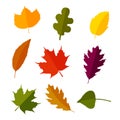 Autumn leaves set in flat style. Isolated on white background. Vector illustration. Royalty Free Stock Photo