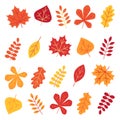 Autumn leaves set isolated on white background Royalty Free Stock Photo