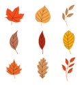 Autumn leaves set isolated on white background Royalty Free Stock Photo