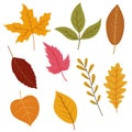 Autumn leaves set, isolated on white background. Royalty Free Stock Photo