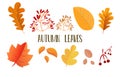 Autumn leaves set, isolated on white background. Leaves with fade texture, vector illustration. Good for social media, promotional